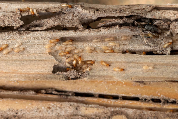 Best Termite Control Services  in West Allis, WI